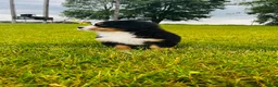 Bernese Mountain Dog dogs for sale: Everett - Ad 4