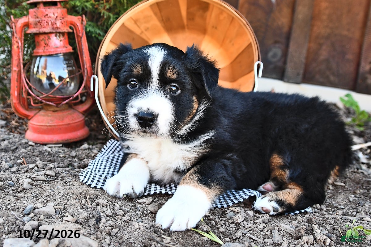Australian Shepherd dogs for sale: Quinton  - Ad 2