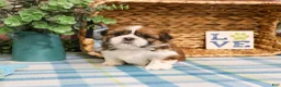 Shih Tzu dogs for sale: Tramp  - Ad 4