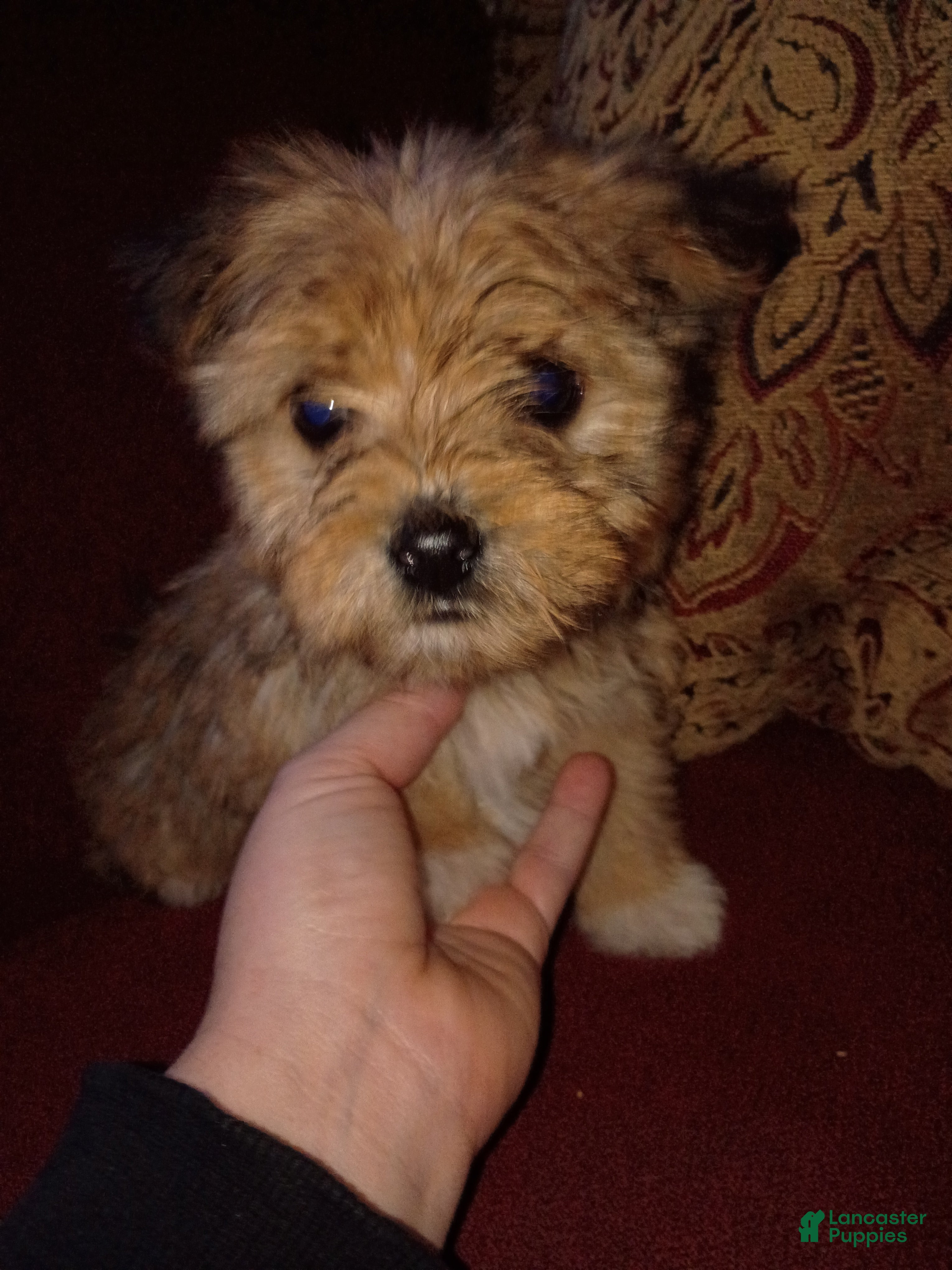 Mixed Breed dogs for sale: Comet  - Ad 1