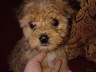 Mixed Breed dogs for sale: Comet - Ad 1