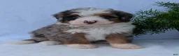 Mini Bernedoodle dogs for sale: Mini Marlo  - Ad 19
