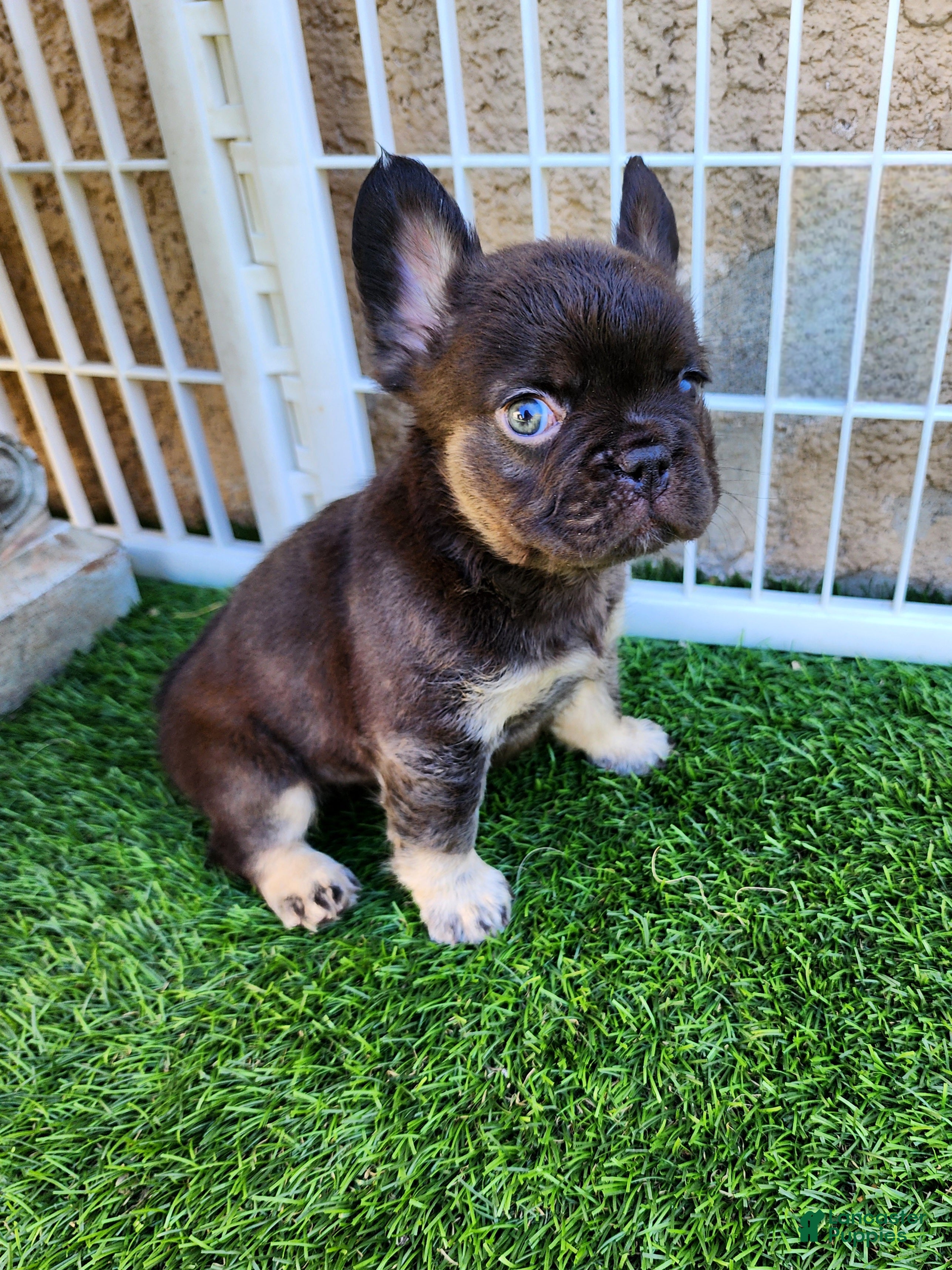 French Bulldog dogs Baby Grizzly  - Ad 2