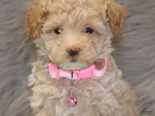 Havapoo dogs - Ad 2