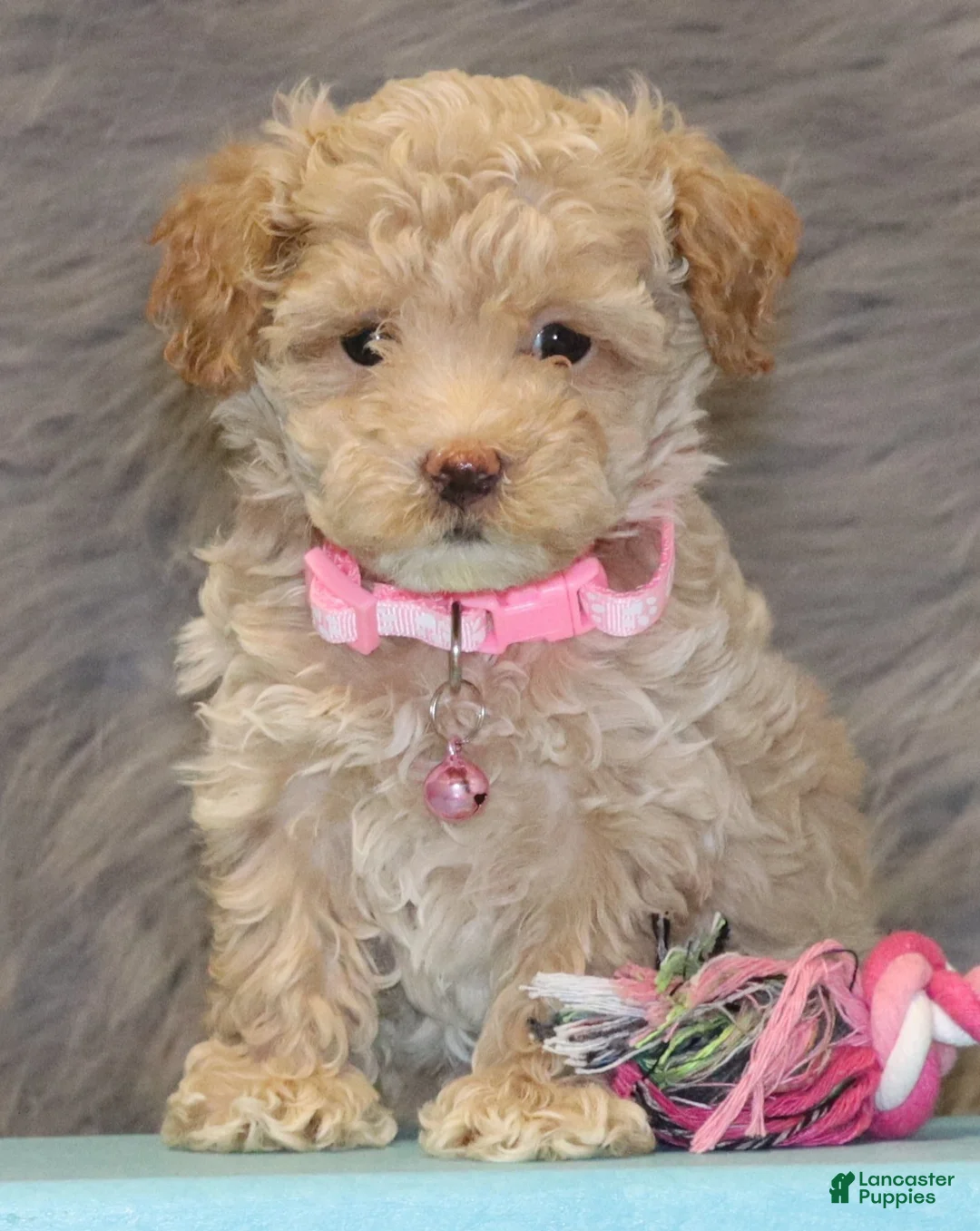 Havapoo dogs for sale: Apple Toy Size👨‍👨‍👦‍👦💞🐕 - Ad 6