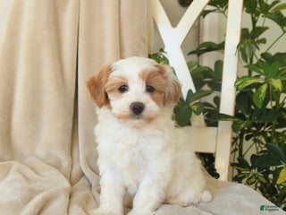 Havapoo dogs Leo - Ad 30