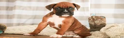Boxer dogs for sale: Mocha - Ad 4