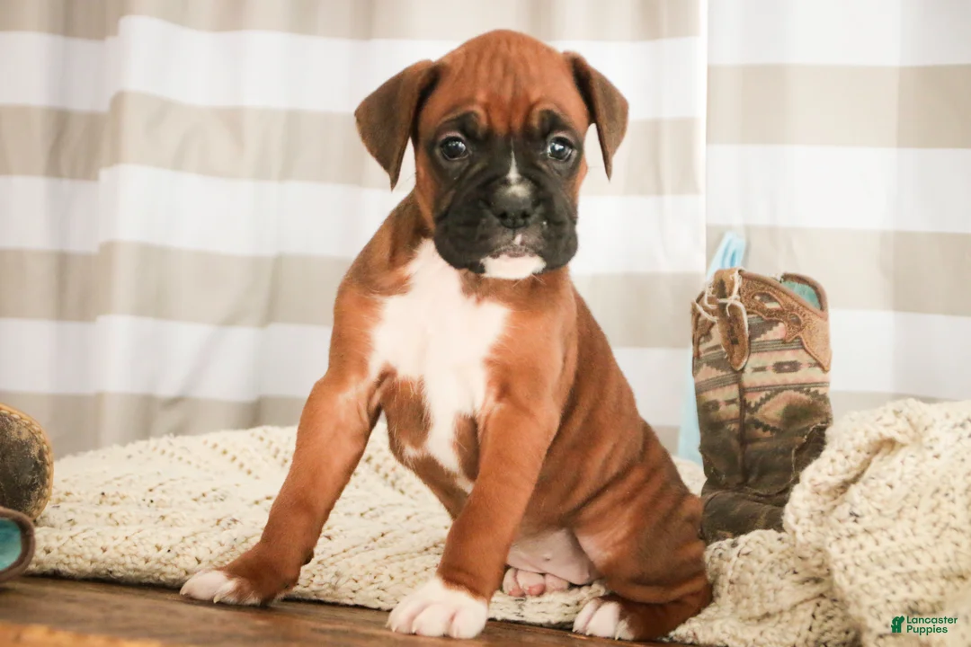 Boxer dogs for sale: Mocha - Ad 4