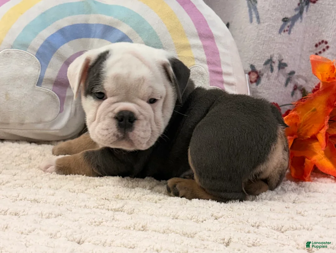 English Bulldog dogs for sale: Bingo - Ad 3