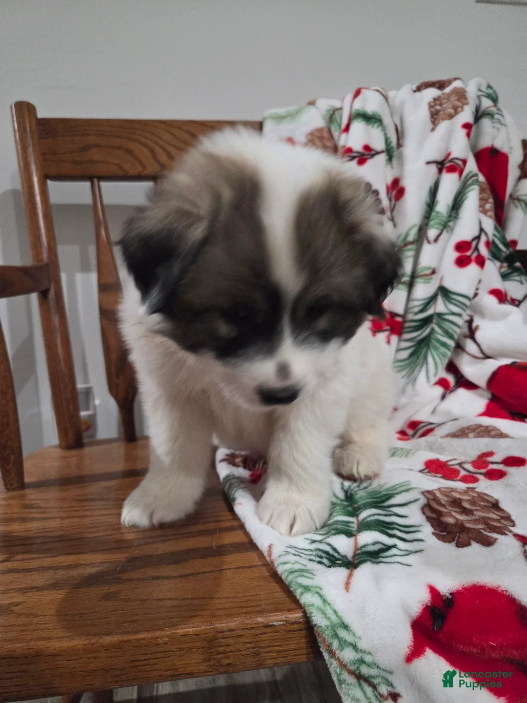 Great Pyrenees dogs for sale: Rudolph - Ad 2