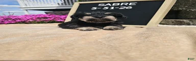 Sabre
