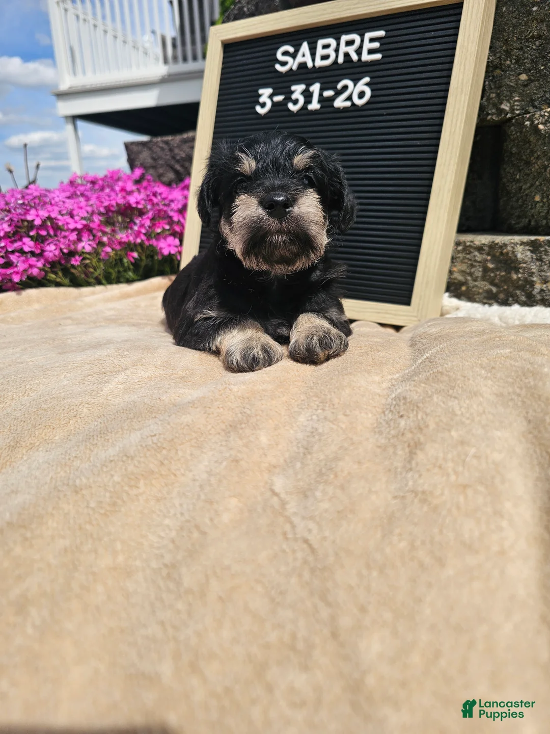 Miniature Schnauzer dogs for sale: Sabre - Ad 1
