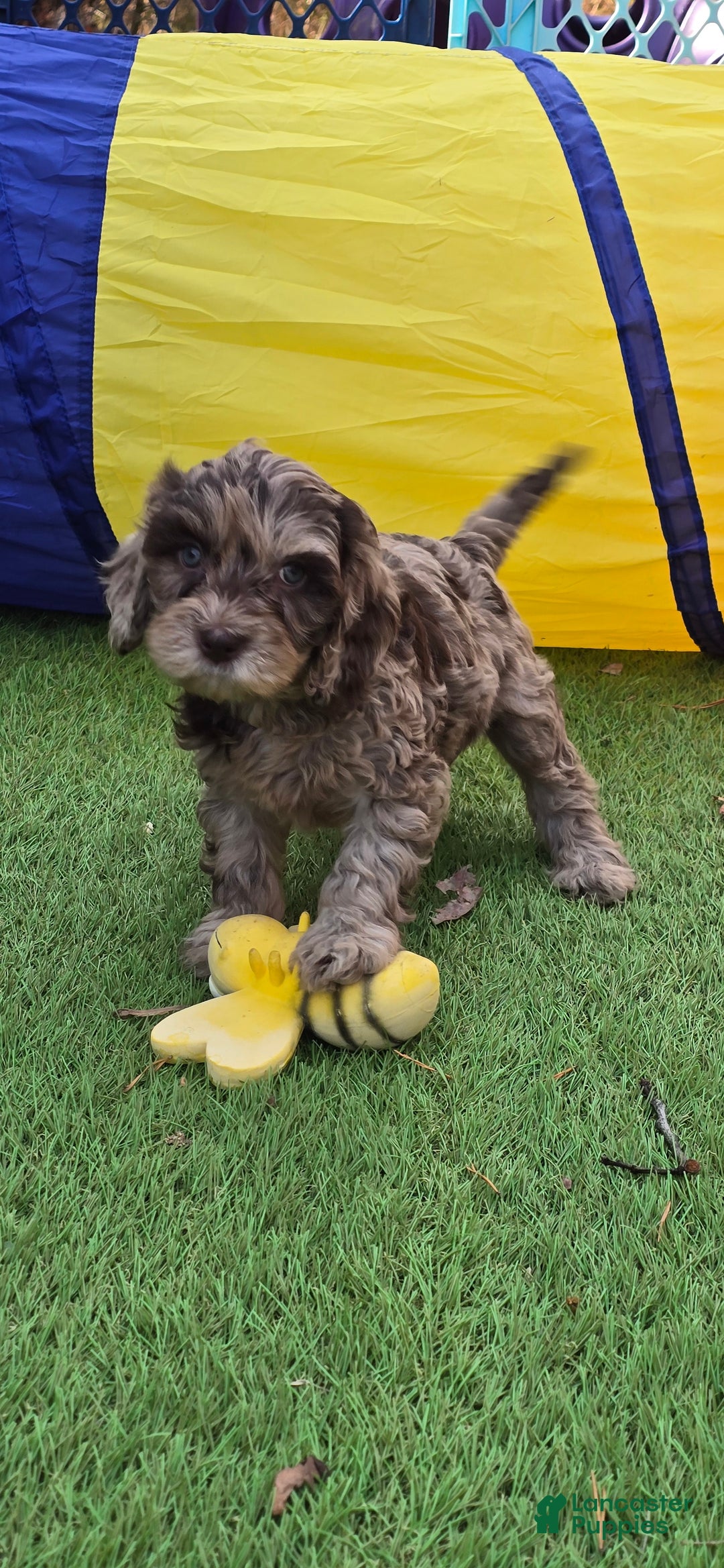 Mixed Breed dogs for sale: Prudence - Ad 26