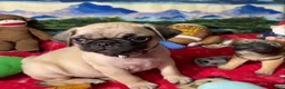 Pug dogs for sale: Billy - Ad 4