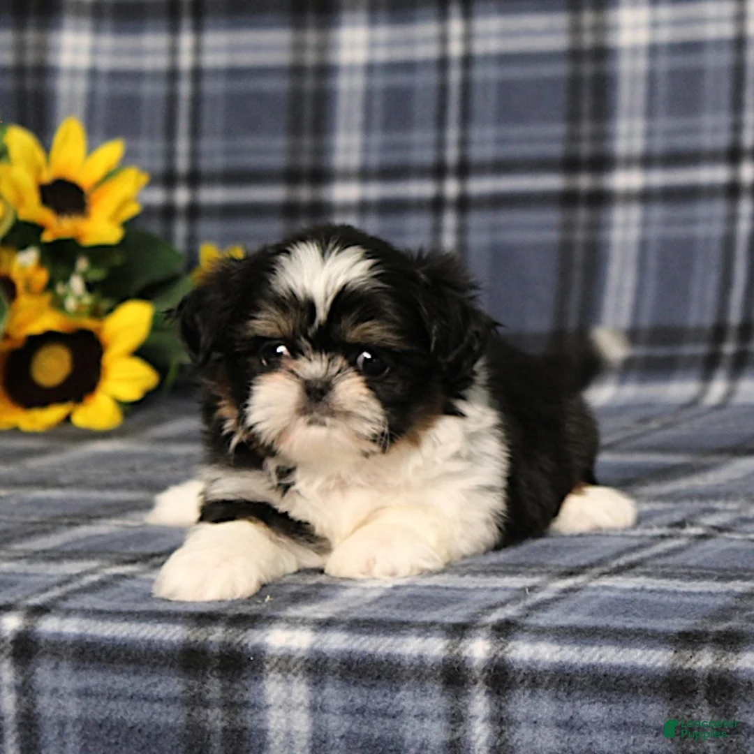 Shih Tzu dogs for sale: BitsyBaby - Ad 2