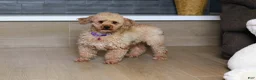 Miniature Poodle dogs for sale: Miniature Poodle Puppy 1 - Ad 4
