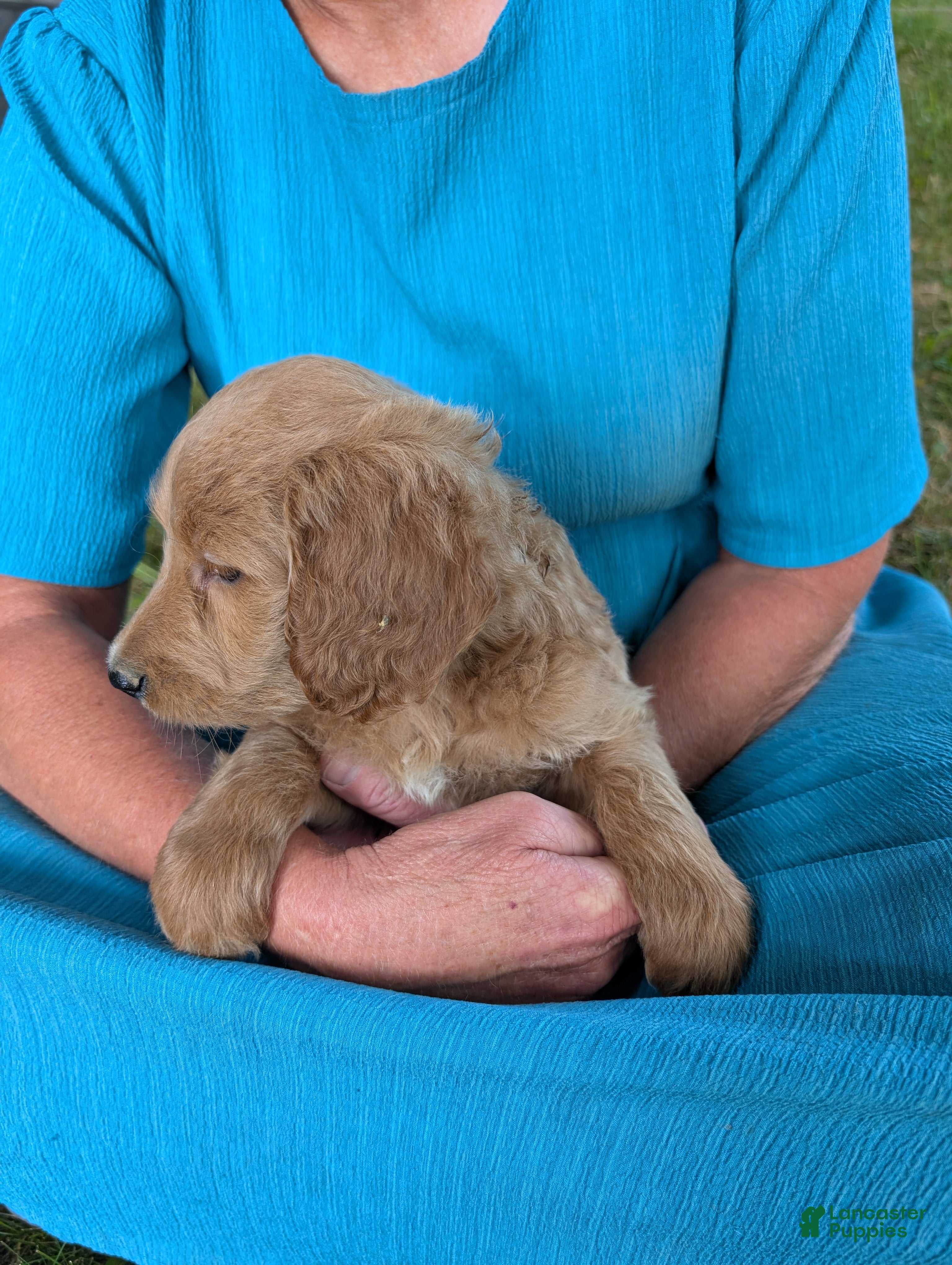 Goldendoodle dogs Libby  - Ad 1