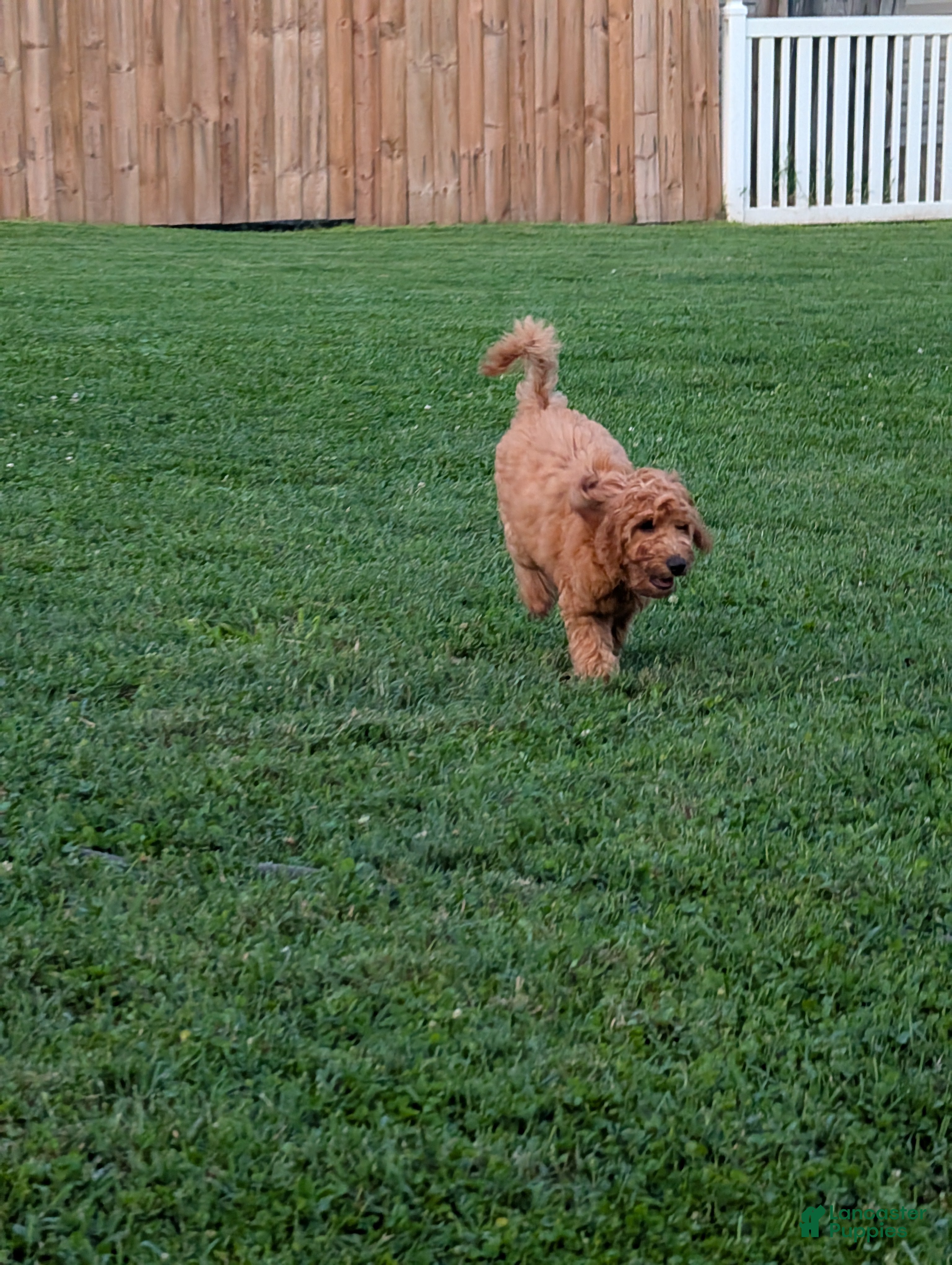 Irish Doodle dogs Irish Doodle 2 - Ad 2