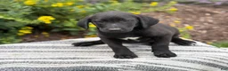 Mixed Breed dogs for sale: Gabby - Ad 7
