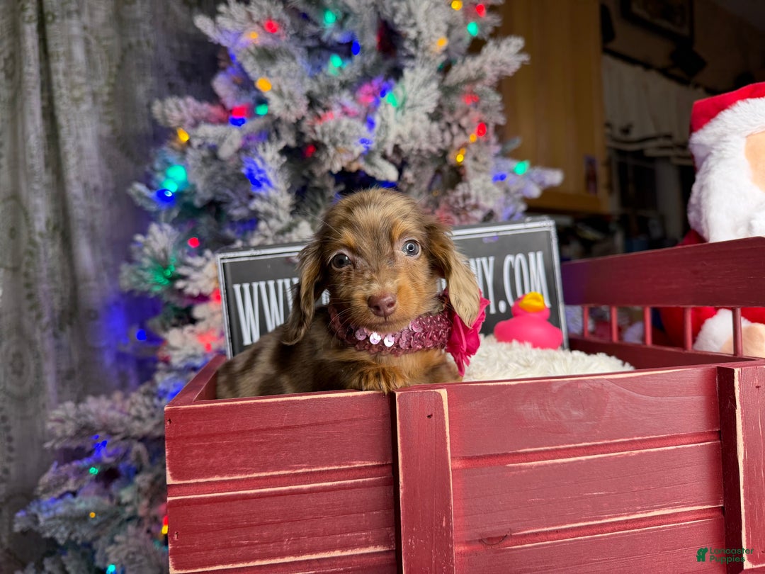 Miniature Dachshund dogs for sale: Ch bred Russian pea clear akc - Ad 8