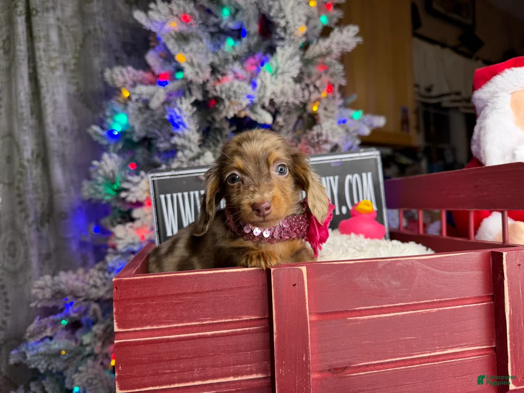 Miniature Dachshund dogs for sale: AKC Russian pra clear - Ad 32