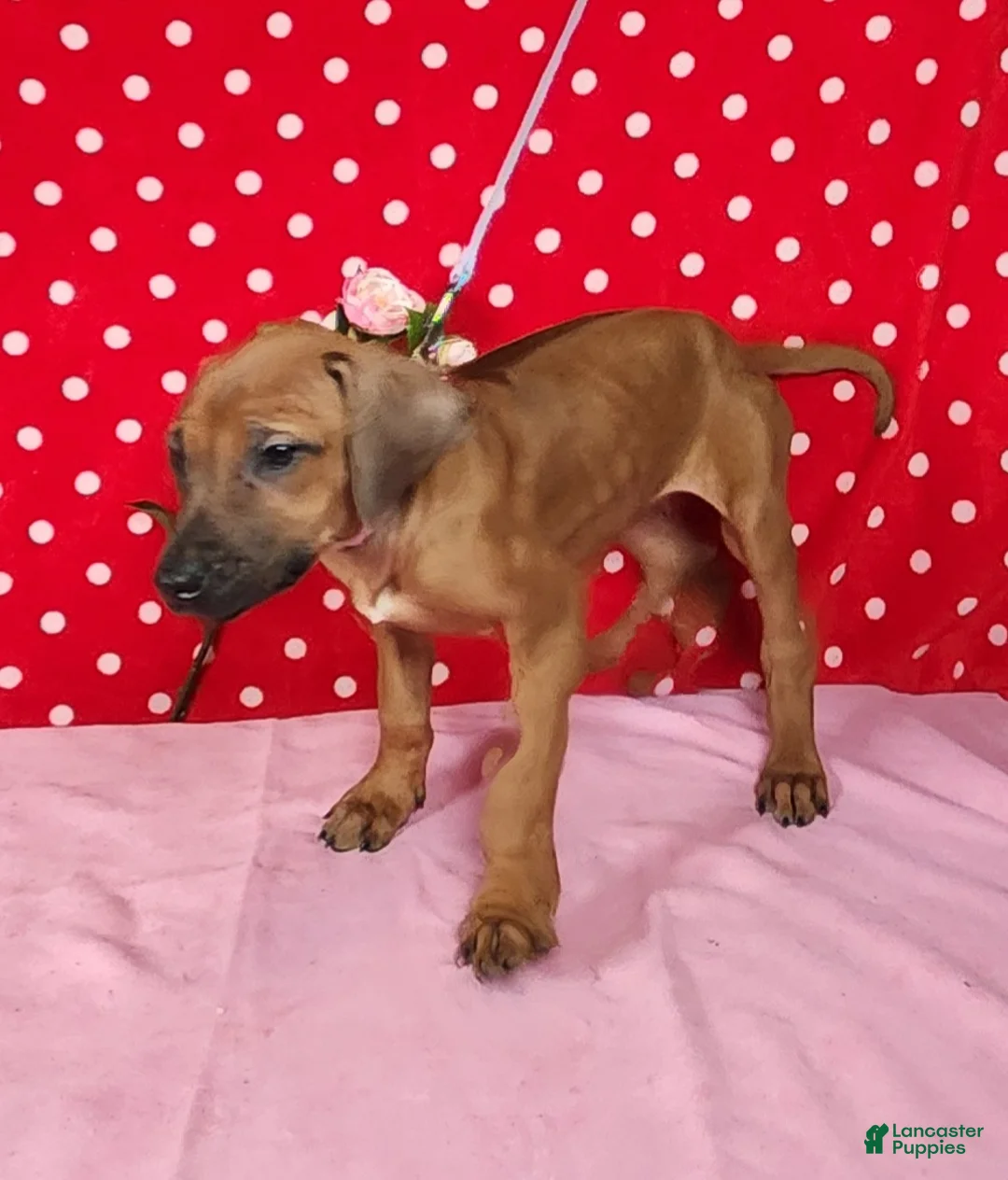 Rhodesian Ridgeback dogs for sale: Zoe - Ad 5