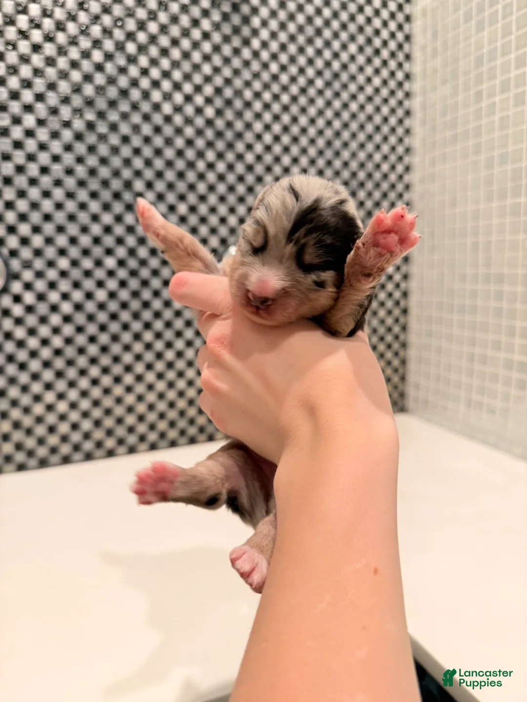 Australian Shepherd dogs for sale: Chanel - Ad 7