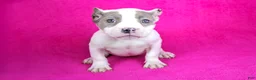 American Bully dogs for sale: Piebald Blue Merle Female - Ad 2