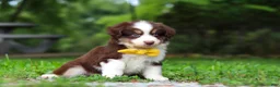 Miniature Australian Shepherd dogs for sale: Kai - Ad 7