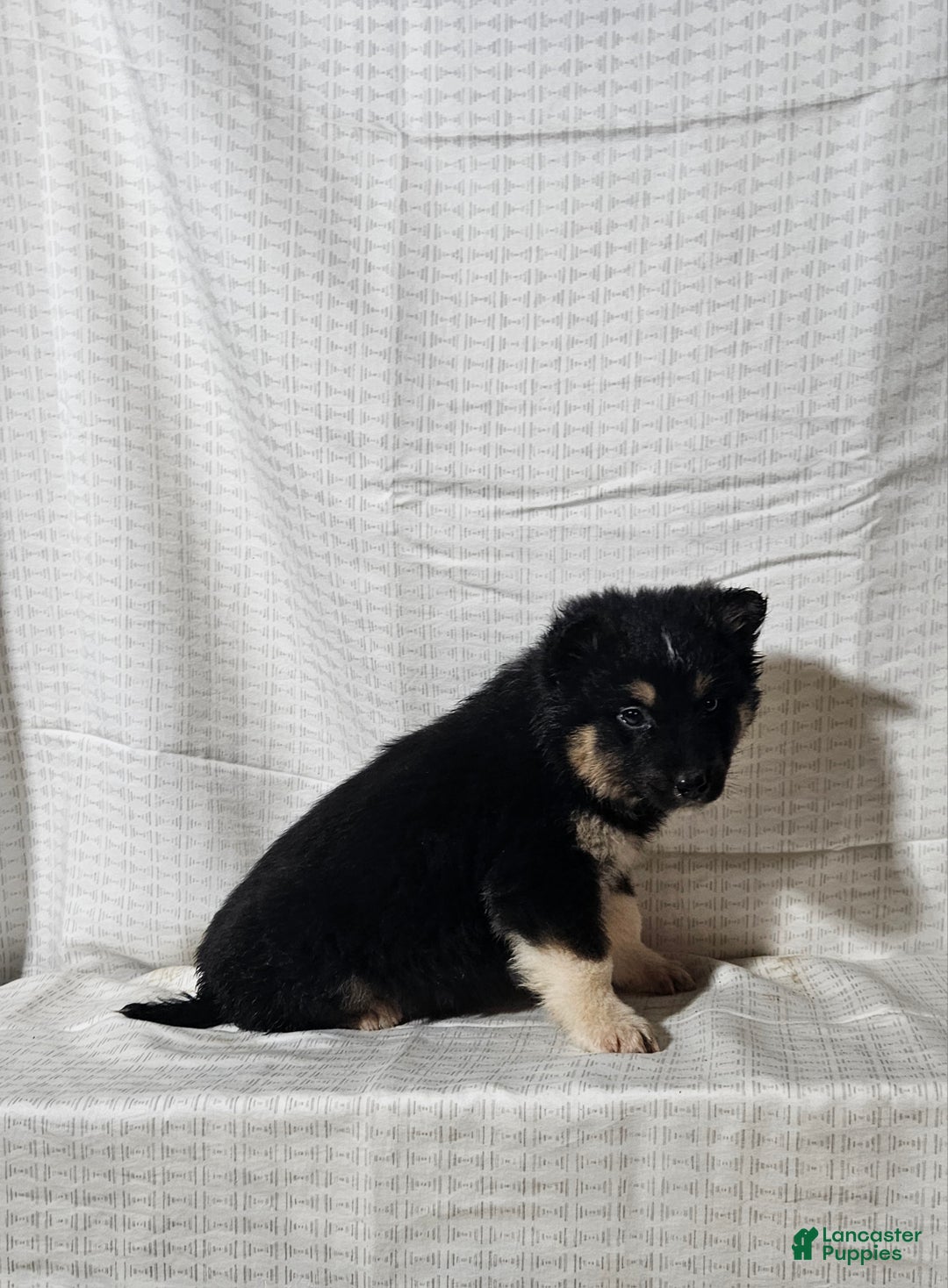 Mixed Breed dogs for sale: Charlie  - Ad 7