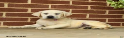 Labrador Retriever dogs for sale: Becky - Ad 5