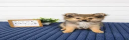 Pomeranian dogs for sale: Chester  - Ad 2