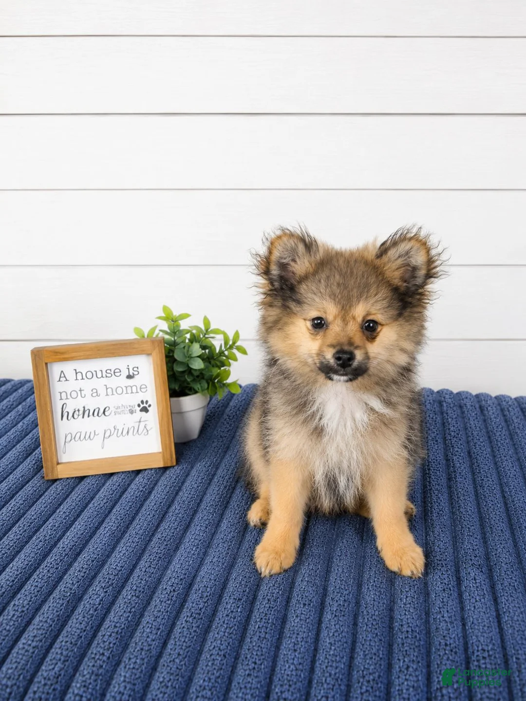 Pomeranian dogs for sale: Chester  - Ad 2