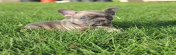French Bulldog dogs for sale: Alaina - Ad 3