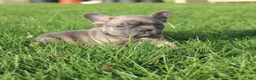 French Bulldog dogs for sale: Alaina - Ad 3