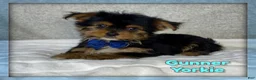 Yorkshire Terrier dogs for sale: Gunner - Ad 1