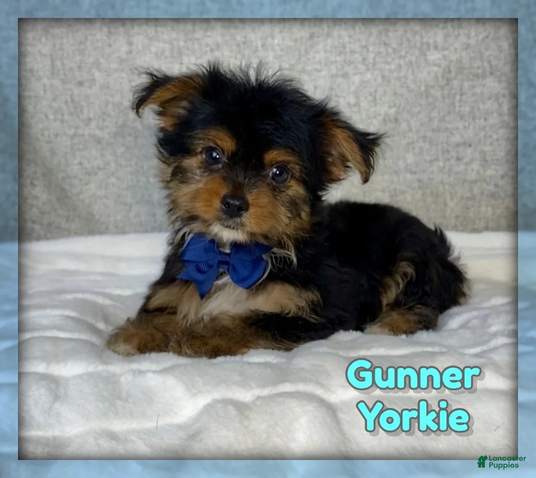 Yorkshire Terrier dogs for sale: Gunner - Ad 1