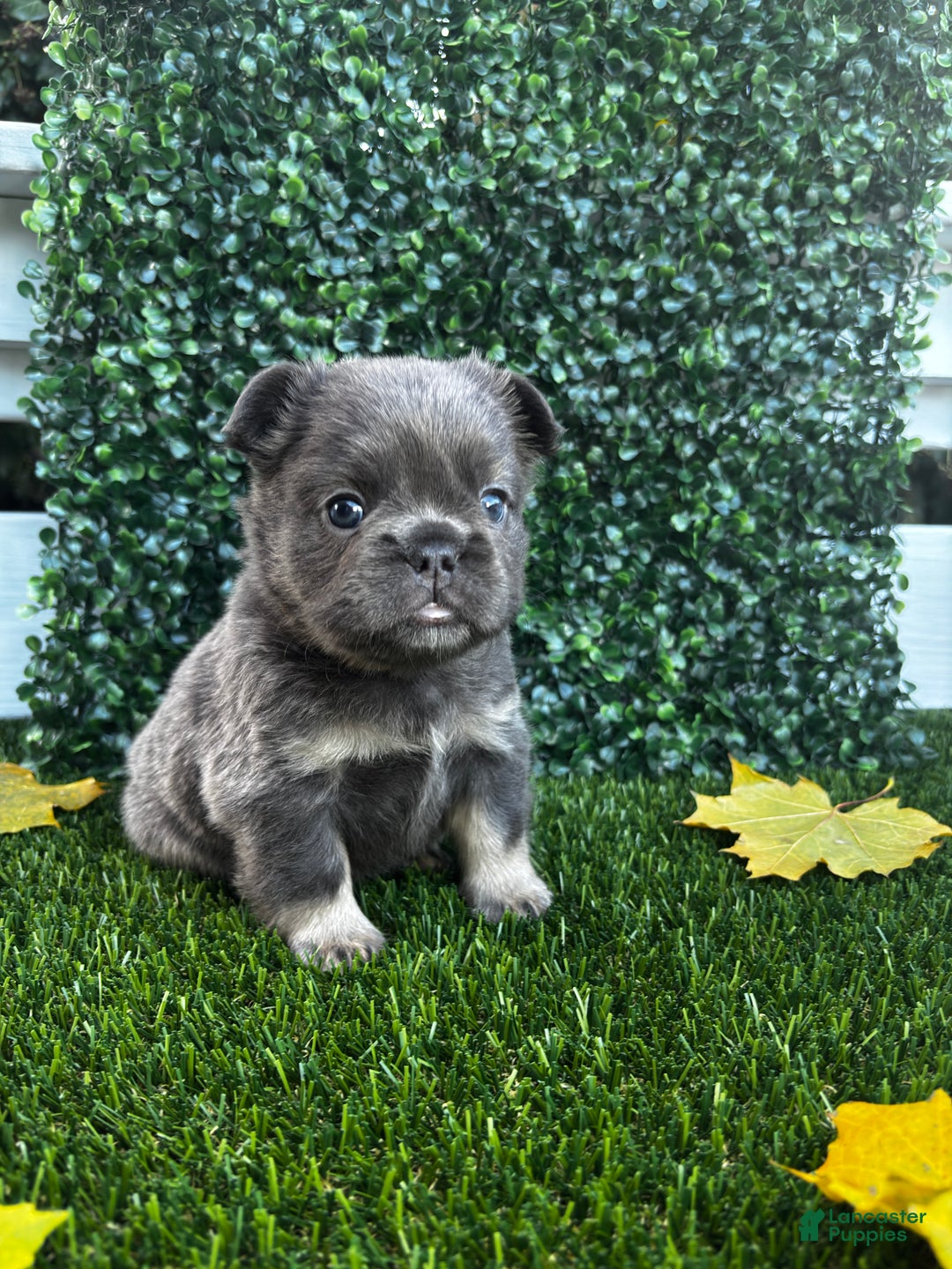 French Bulldog dogs for sale: River - Ad 1