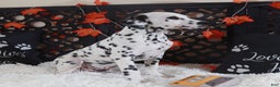 Dalmatian dogs for sale: Dalmatian Puppy 1 - Ad 4