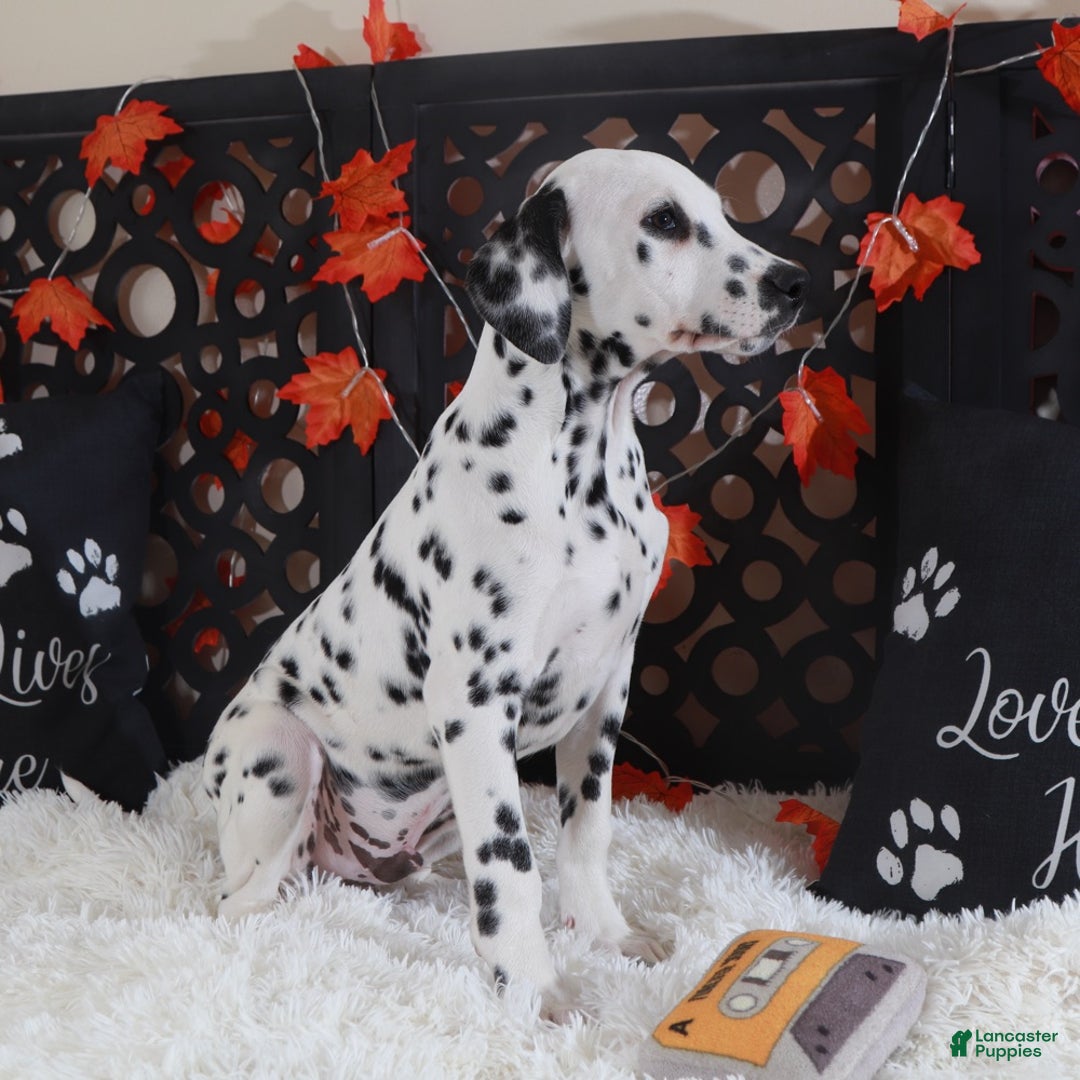 Dalmatian dogs for sale: Dalmatian Puppy 1 - Ad 4