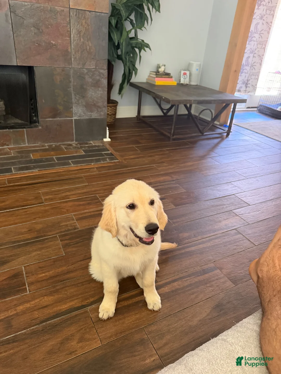 Golden Retriever dogs for sale: Golden Retriever 1 - Ad 2