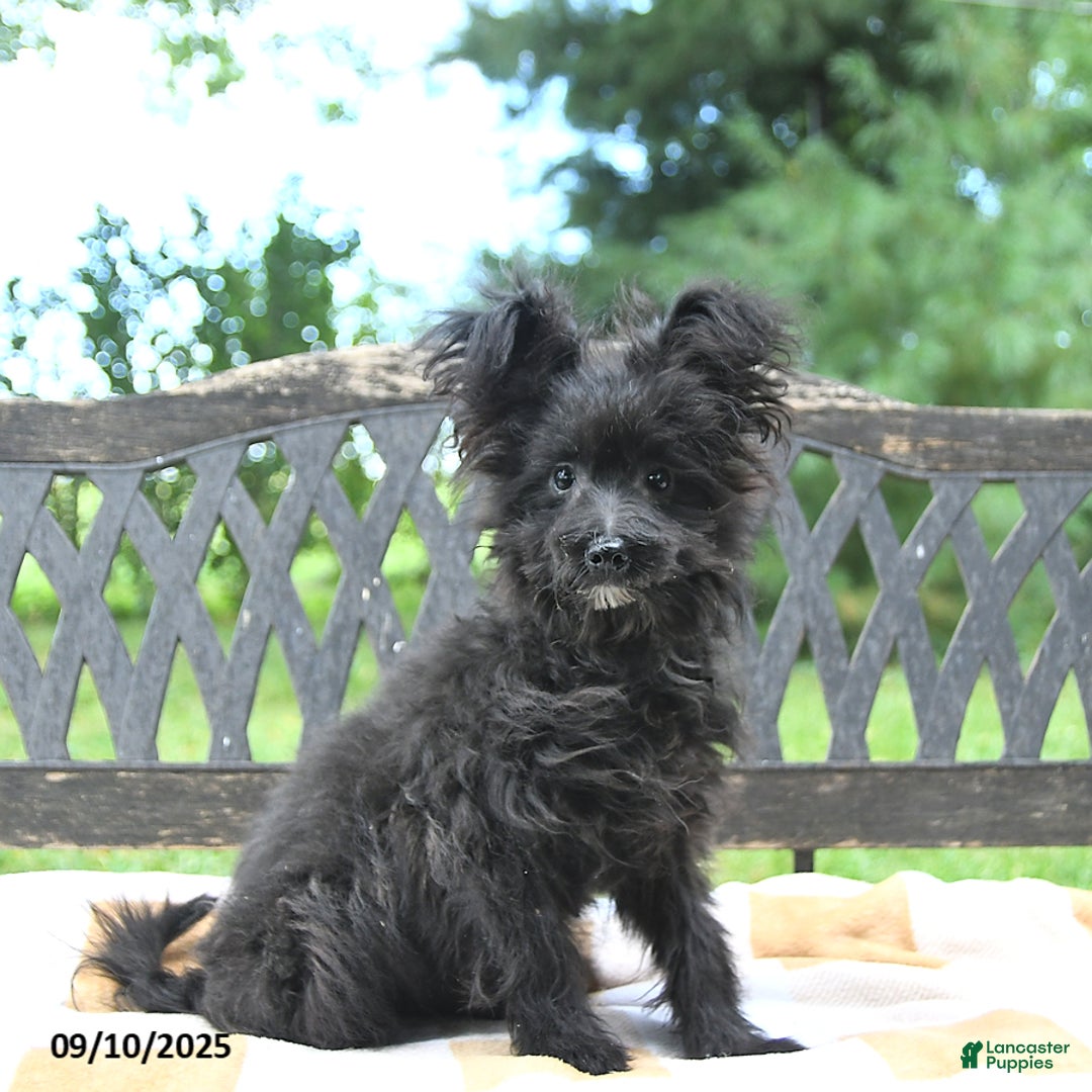 Pomapoo dogs for sale: Lil Scottie - Ad 11