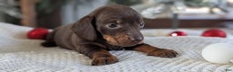 Miniature Dachshund dogs for sale: Izzy - Ad 11