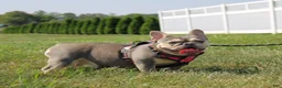 French Bulldog dogs for sale: Chanelle - Ad 7
