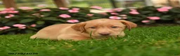 Labrador Retriever dogs for sale: Sage - Ad 2