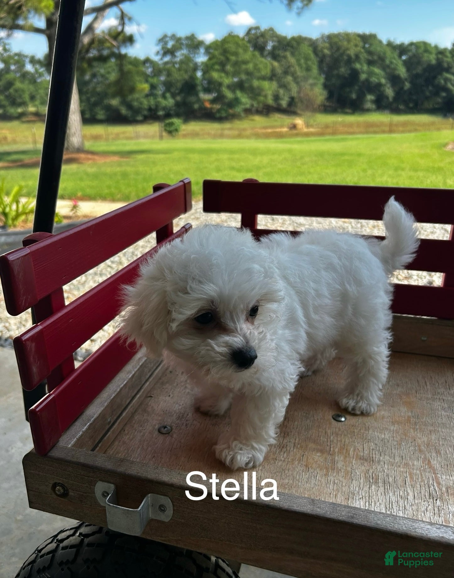 Bichon Frise dogs Bichon Frise Puppy 2 - Ad 7