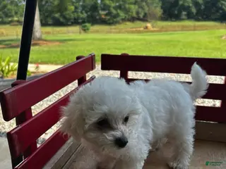 Bichon Frise dogs Bichon Frise Puppy 2 - Ad 4