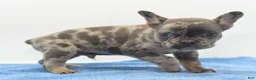 Mixed Breed dogs for sale: Zen blue merle  - Ad 10