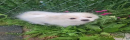 Pomeranian dogs for sale: Arcanine - Ad 23