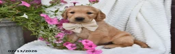 Golden Retriever dogs for sale: Carl - Ad 3